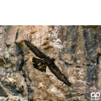 گونه عقاب طلایی Golden Eagle